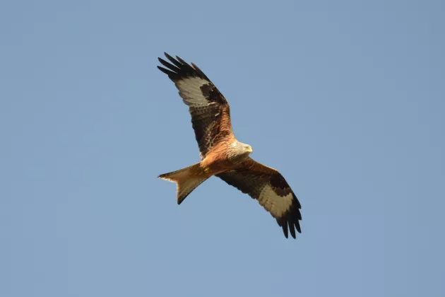 Rovfågel med utsträckta vingar på blå himmel. Foto.